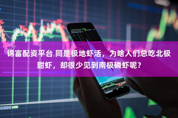 锦富配资平台 同是极地虾活，为啥人们总吃北极甜虾，却很少见到南极磷虾呢？